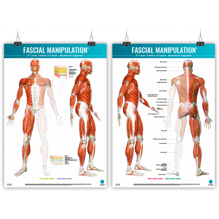 Fascial Manipulation ® 2nd Level Poster