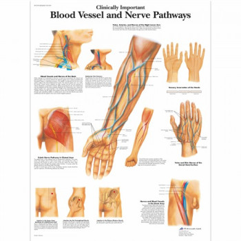 VR1359 Blood Vessel and Nerve Pathways Poster