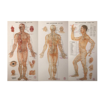 Poster  Acupuncture Points