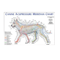 Animals Acupuncture Meridian Chart