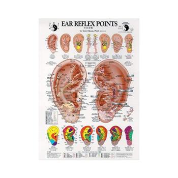  Ear Reflex Points Poster Dr. Oleson 