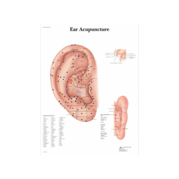 Ear Acupuncture Poster 3B