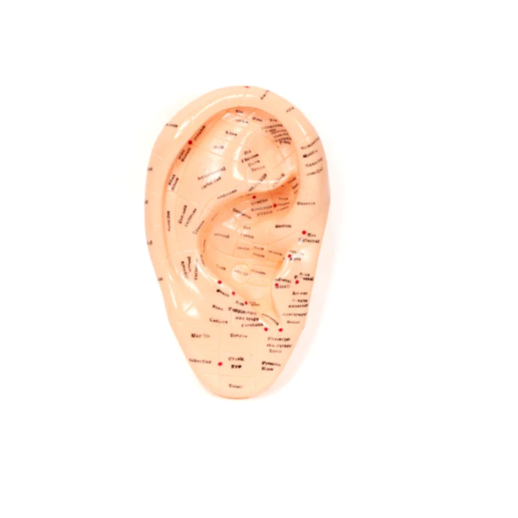 Μοντέλο Αυτιού με Ρεφλεξολογικές ζώνες