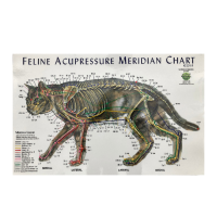 Animals Acupuncture Meridian Chart