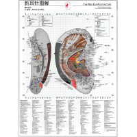 Ear Chart the New Ear Acupuncture Dr.Bahr 