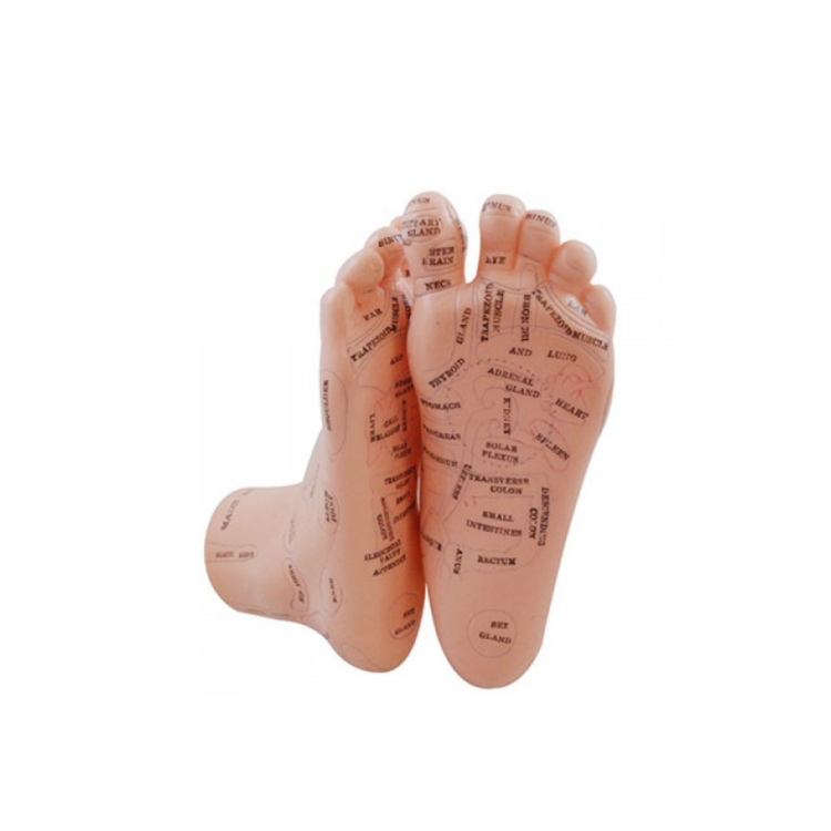 Μοντέλο ποδιού Ρεφλεξολογικό