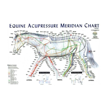 Animals Acupuncture Meridian Chart