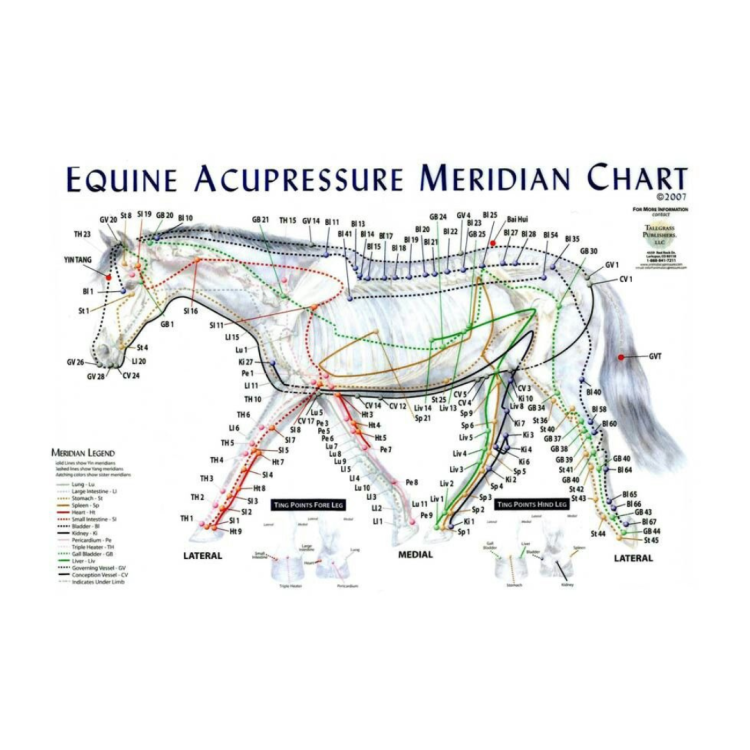Animals Acupuncture Meridian Chart