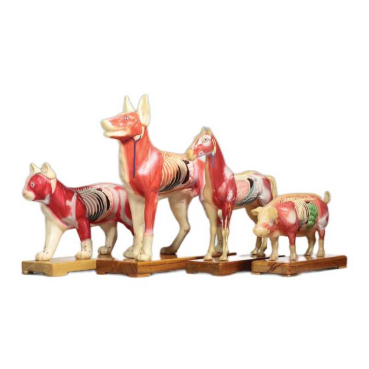 Μοντέλα Ζώων