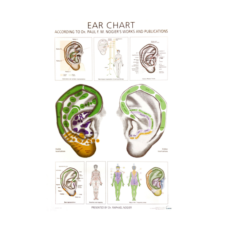 Ear Chart Poster Dr. Nogier
