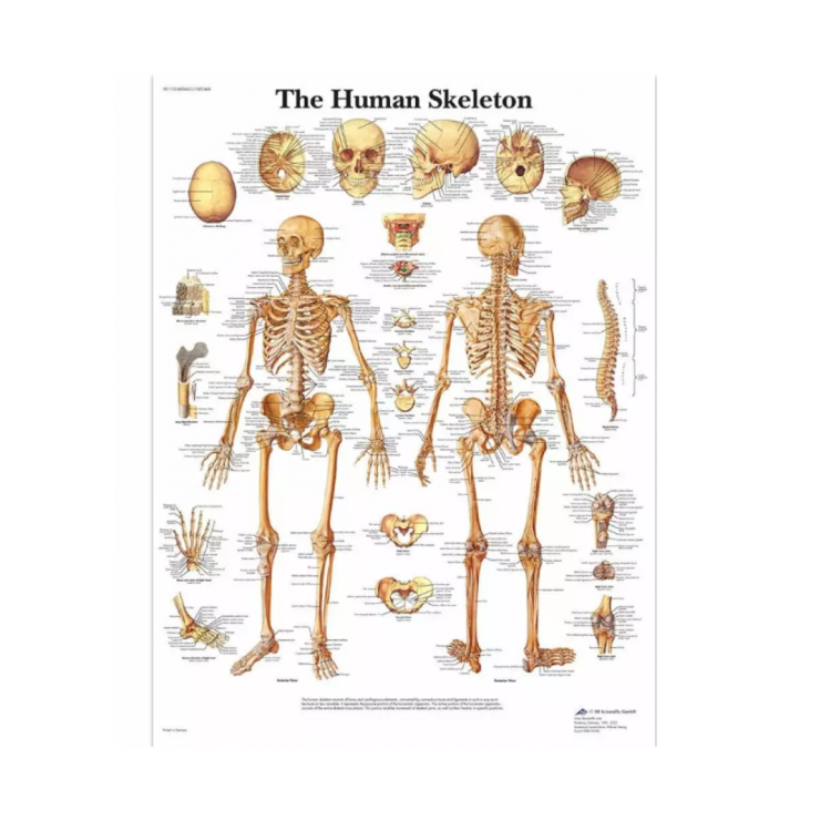VR1113 Human Skeleton Poster