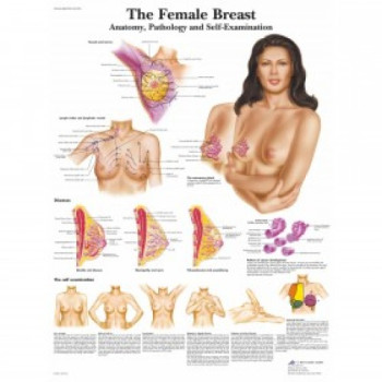 VR1556 The Female Breast Poster