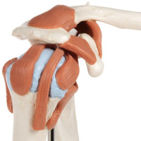 A80/1 Deluxe Functional Shoulder Joint Model