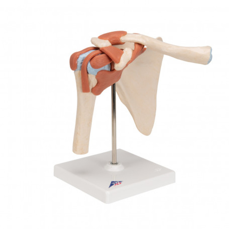 A80/1 Deluxe Functional Shoulder Joint Model