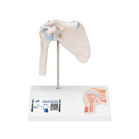 A86/1 Mini Shoulder Joint Model with Cross Section 