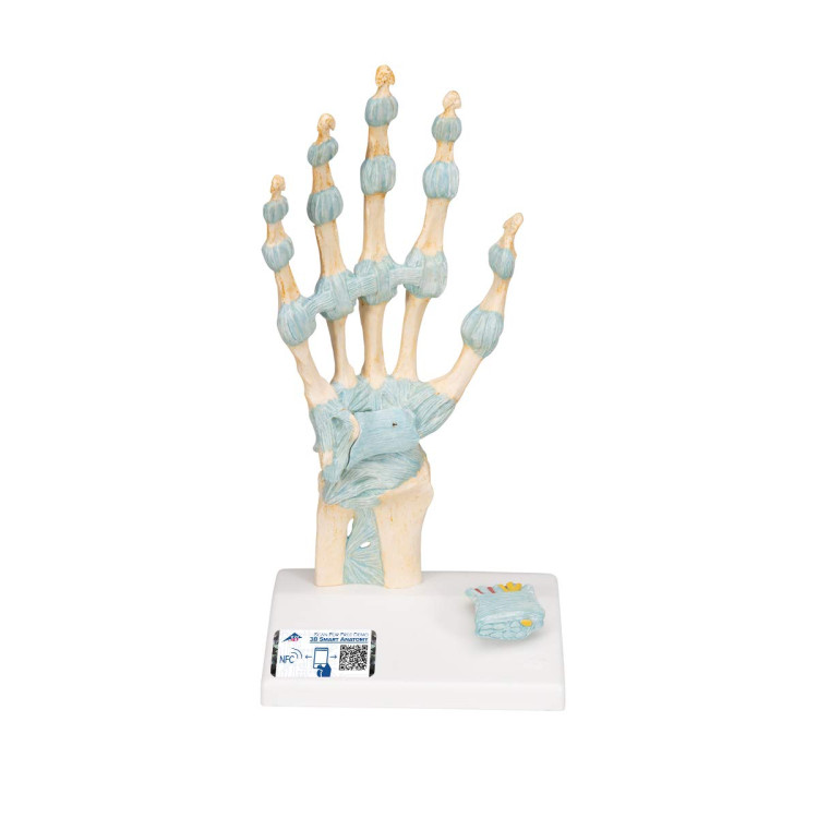 M33 Hand Skeleton Model With Ligaments And Carpal Tunnel 