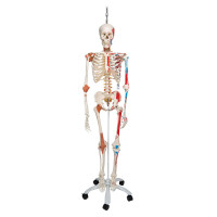 A13 Sam Deluxe Skeleton on 5 Feet Roller Stand with Brake