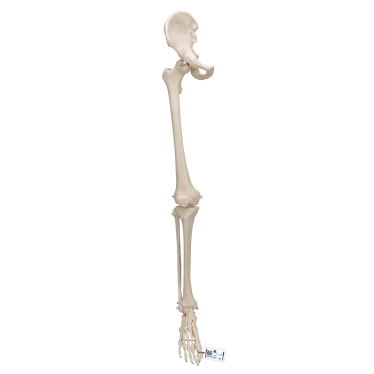 A36 Leg Skeleton with Hip Bone