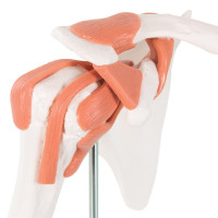 A80 Fuctional Shoulder Joint