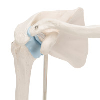 A86/1 Mini Shoulder Joint Model with Cross Section 