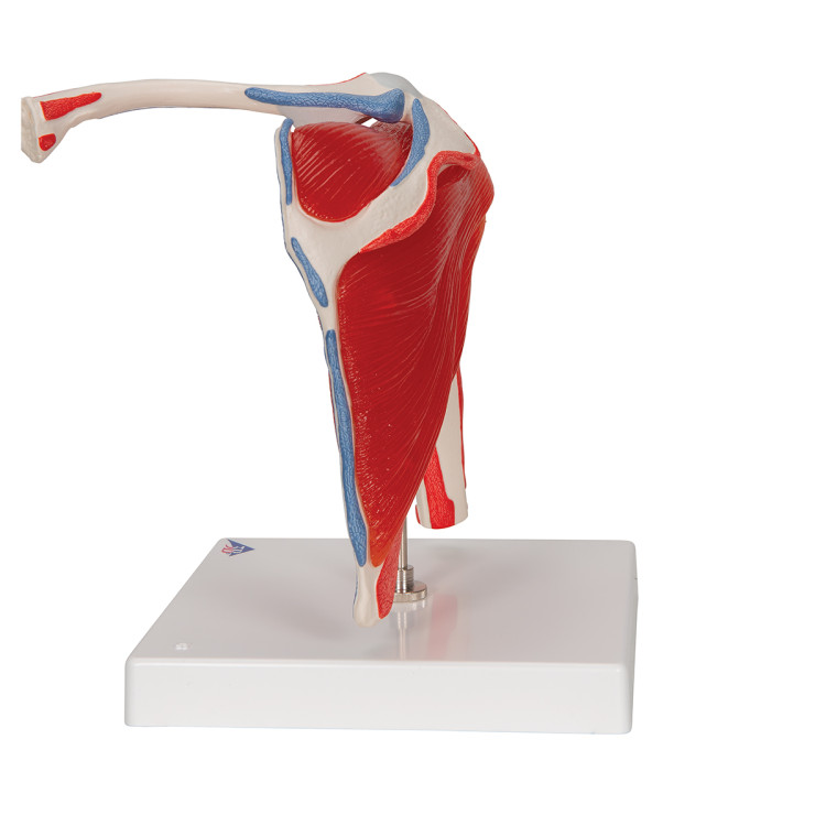 A880 Shoulder Joint with Rotator Cuff