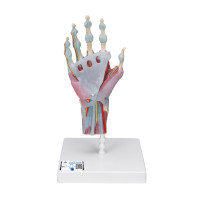 M33/1 Hand Skeleton Model with Ligaments and Muscles