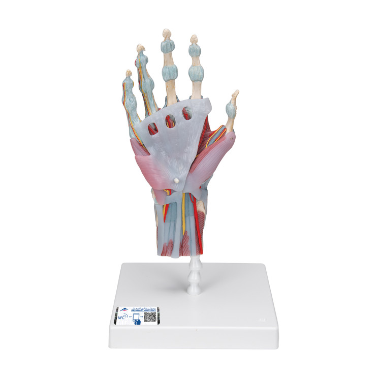 M33/1 Hand Skeleton Model with Ligaments and Muscles