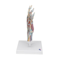 M33/1 Hand Skeleton Model with Ligaments and Muscles