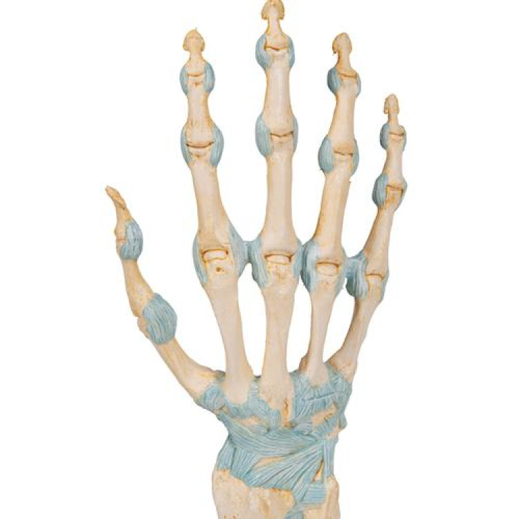 M33 Hand Skeleton Model With Ligaments And Carpal Tunnel 