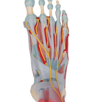 Μ34/1 Foot Skeleton Model with Ligaments and Muscles