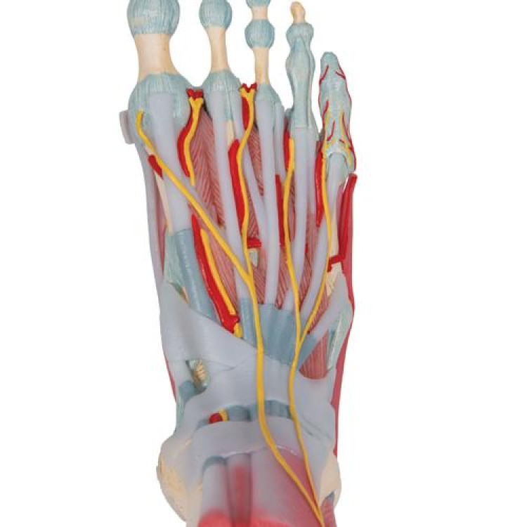 Μ34/1 Foot Skeleton Model with Ligaments and Muscles