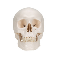 A20 Classic Human Skull Model 3 Parts