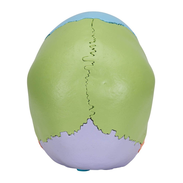 A291 Skull Kit Didactic Version