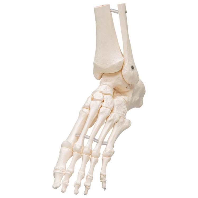 A31/1 Loose Foot and Ankle Skeleton