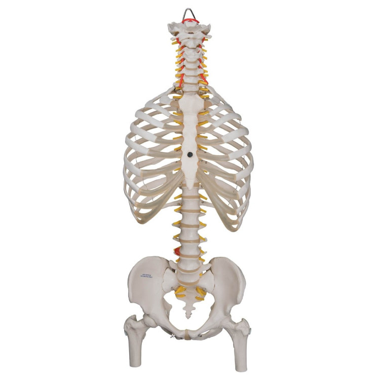 A56/2 Classic Flexible Spine with Ribs and Femur Heads