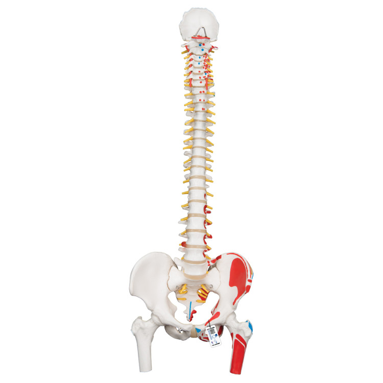 A58/3 Classic Flexible Spine with Painted Muscle