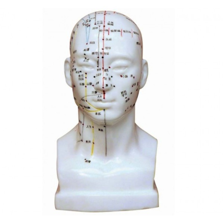 Πρόπλασμα κεφαλής