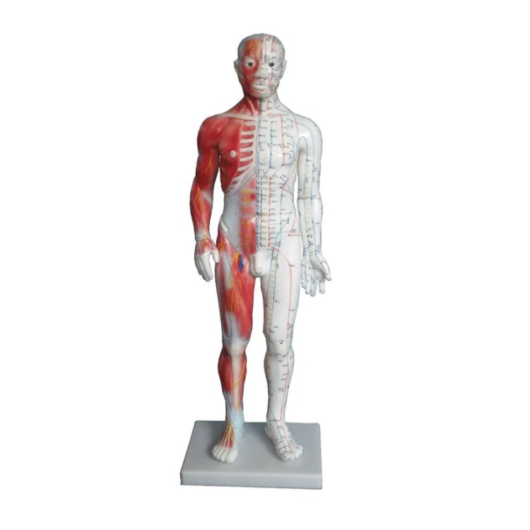 Μοντέλο Ανθρώπινο Σώμα