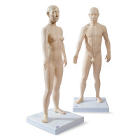 Μοντέλο Βελονισμού Ανδρικό/Γυναικείο 70cm