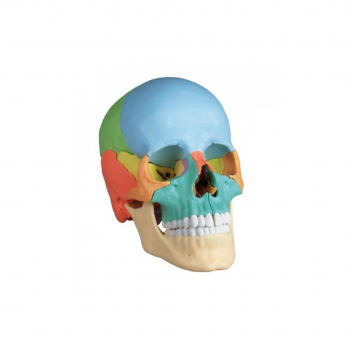 Ostepathetic Skull Model, 22 Part , Didactical Version 