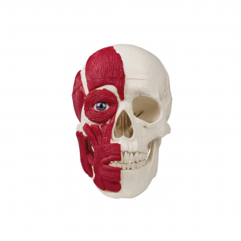  Skull With Musculature 