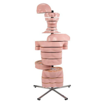 VA20 MRI Torso, 15 Transverse Sections