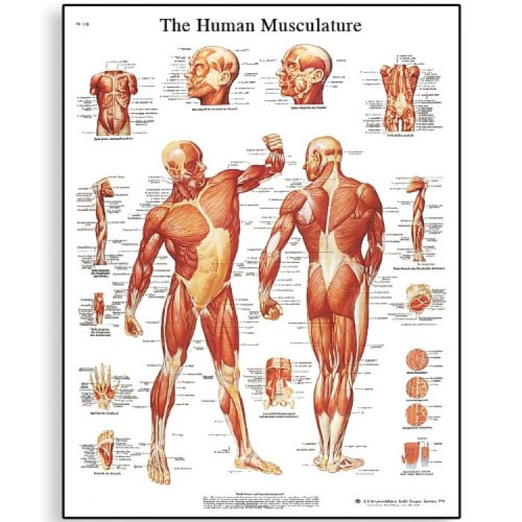 VR1118 Human Musculature Poster