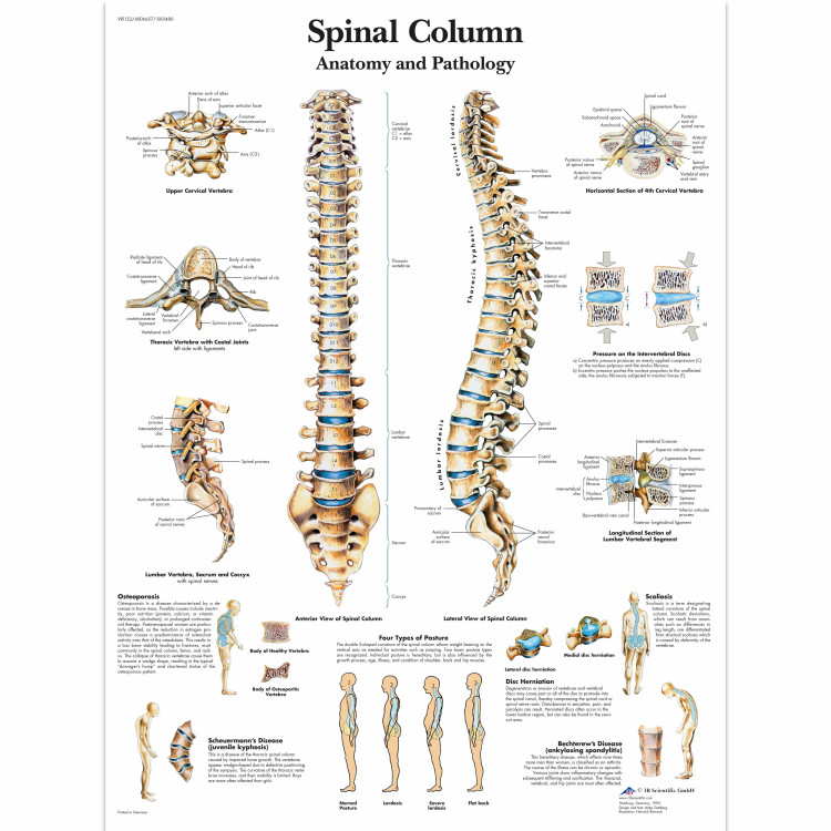 VR1152 Spinal Column Poster
