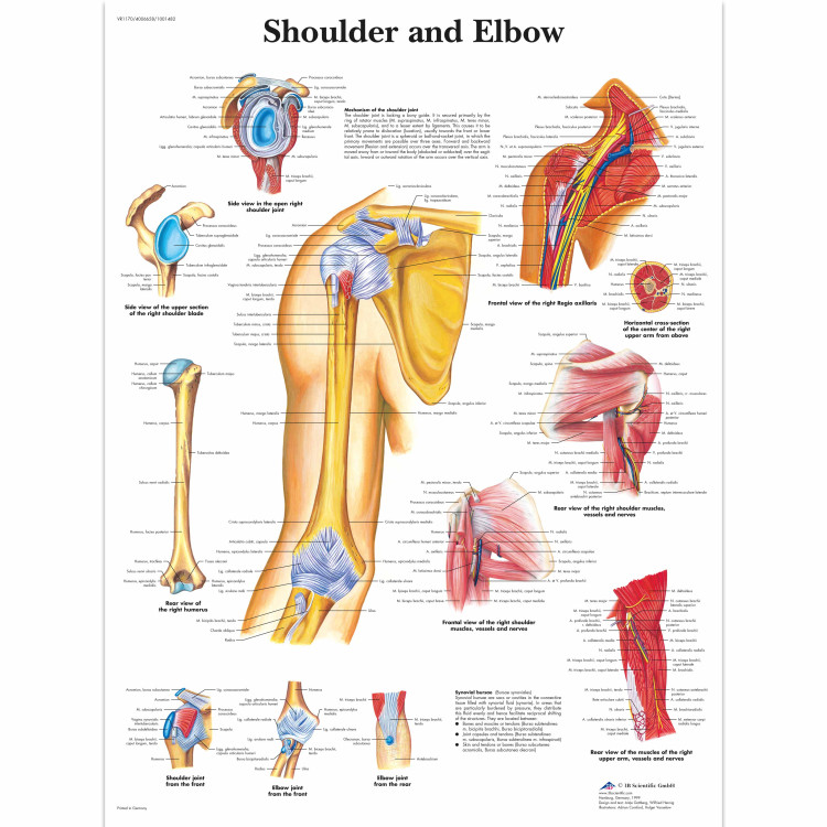 VR1170 Shoulder & Elbow Poster