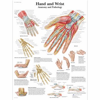 VR1171 Hand & Wrist Poster