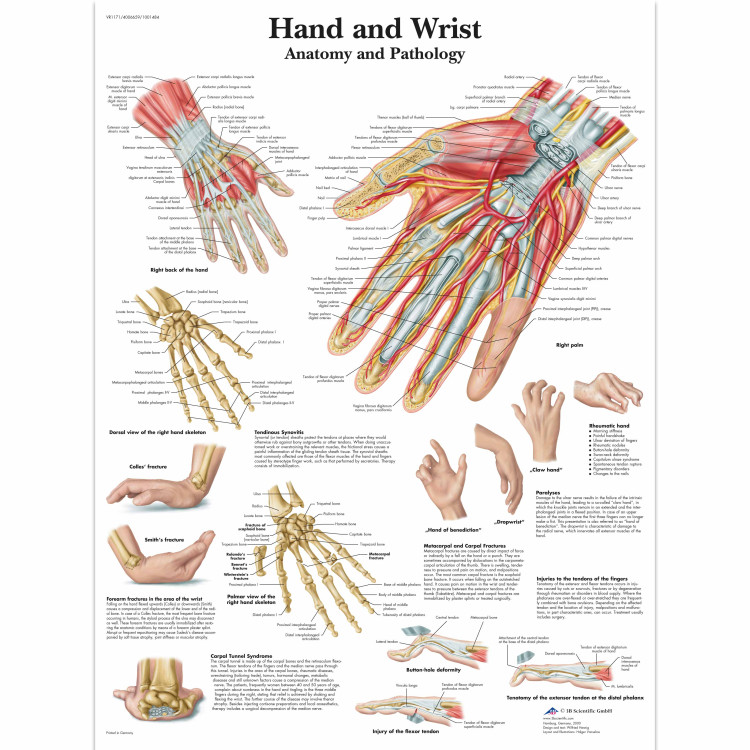 VR1171 Hand & Wrist Poster