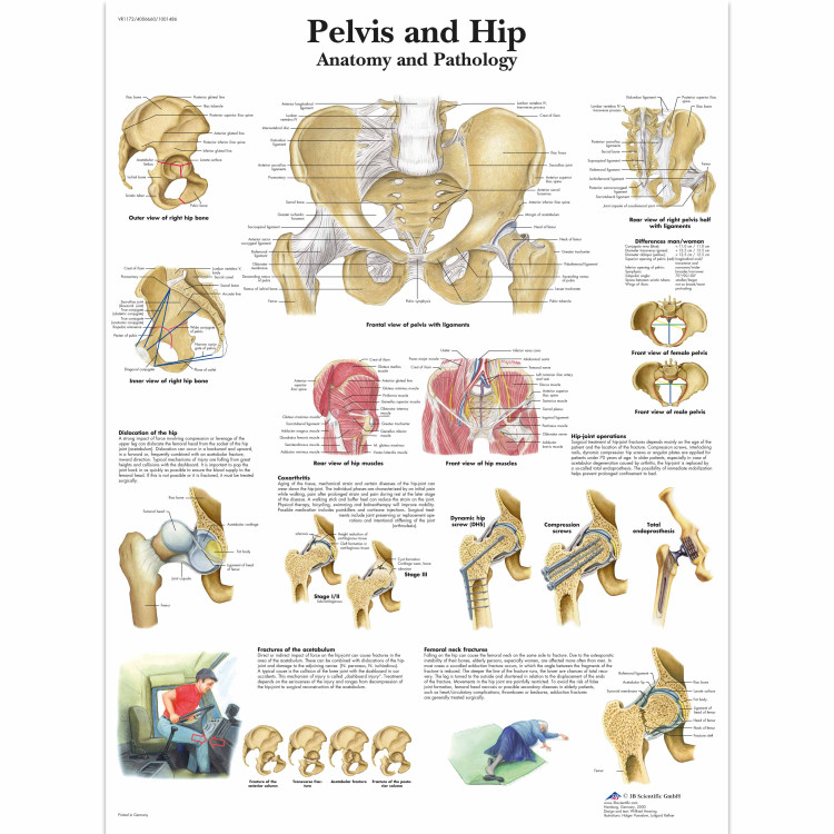 VR1172 Pelvis & Hip Poster
