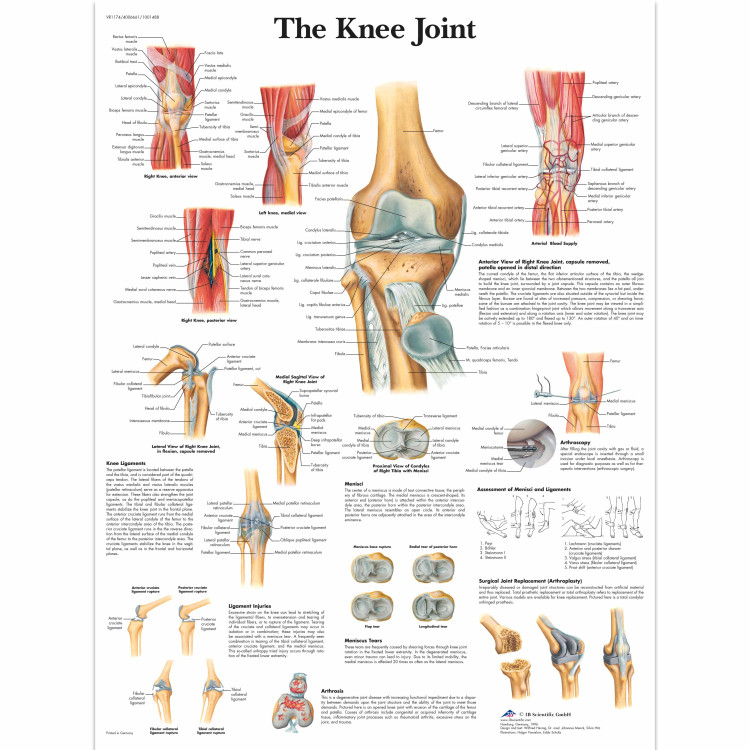 VR1174 The Knee Joint Poster