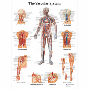 VR1353 The Vascular System Poster